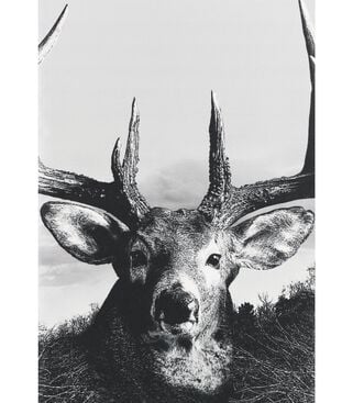 Legendary Buck Gray Gaiter